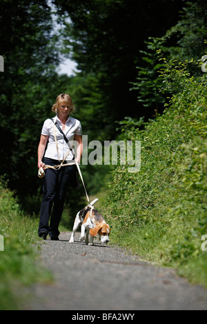 Beagle (Canis lupus f. familiaris), une femme marche sentiers forestiers avec un chien en laisse Banque D'Images