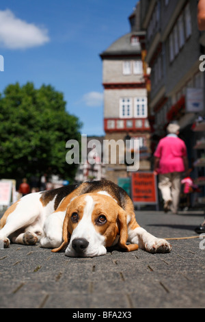 Beagle (Canis lupus f. familiaris), allongé sur le sol pavé d'une zone piétonne, tenus en laisse Banque D'Images