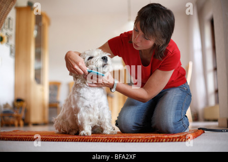 West Highland White Terrier (Canis lupus f. familiaris), jeune femme d'un homme de brossage's beard Banque D'Images