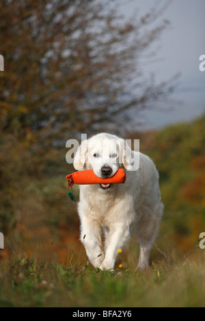 Golden Retriever (Canis lupus f. familiaris), 6 ans chien portant un dummy, Allemagne Banque D'Images