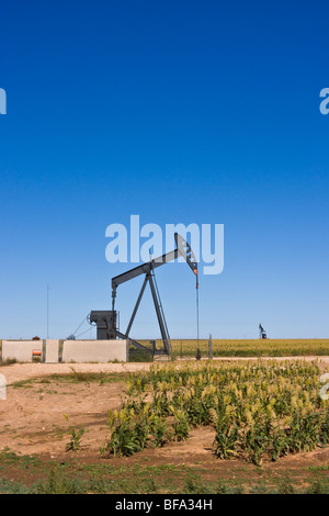 Plate-forme de pompage de pétrole situé dans un champ de maïs milo dans le Texas Panhandle. Banque D'Images