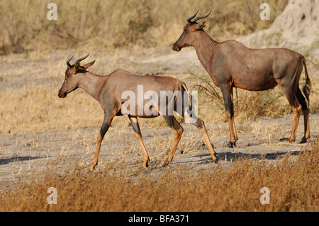 Stock photo d'un tsessebe (Damaliscus lunatus) en passant devant un autre qui est à l'arrêt, le Botswana. Banque D'Images