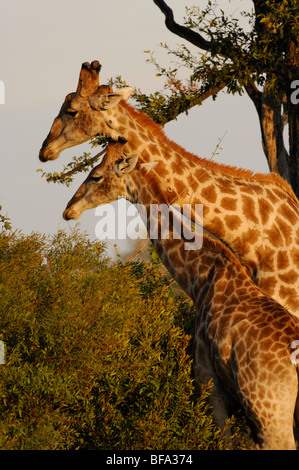 Stock photo d'une girafe adulte et juvénile se nourrissant d'acacias, Okavango Delta, Botswana. Banque D'Images