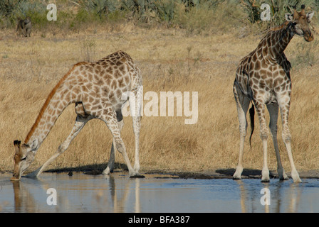 Stock photo de deux girafes dans un trou d'arrosage, au Botswana. Banque D'Images