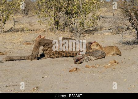 Stock photo d'un jeune lion se nourrissant d'une carcasse de girafe. Banque D'Images