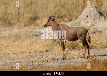 Stock photo d'un tsessebe (Damaliscus lunatus) près d'une termitière, au Botswana. Banque D'Images