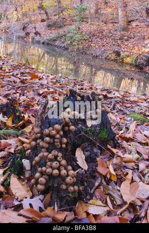 Puffball (Lycoperdaceae), Raven Rock State Park, North Carolina, USA Banque D'Images