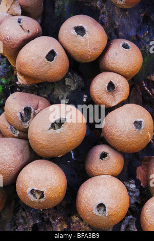 Puffball (Lycoperdaceae), Raven Rock State Park, North Carolina, USA Banque D'Images