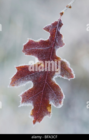 L'Est de Black Oak (Quercus velutina), cerclée de feuilles dans le gel, Carlyle, North Carolina, USA Banque D'Images