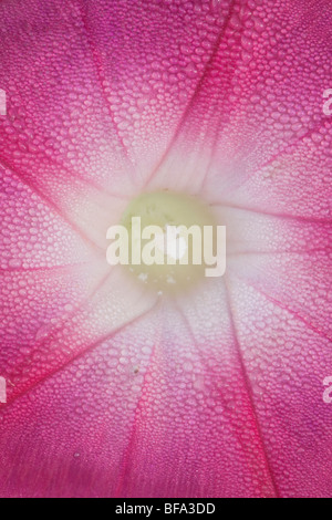 Beach Morning Glory, Railroad Vine (Ipomoea imperati) , Caroline du Nord, USA Banque D'Images