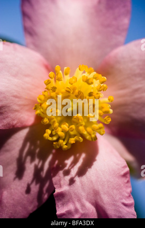 Camellia Camellia japonica rose, dans la soirée du soleil. Banque D'Images