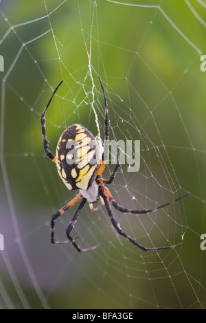 Jardin araignée jaune (Argiope aurantia), en adultes, web Lillington, North Carolina, USA Banque D'Images