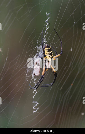 Jardin araignée jaune (Argiope aurantia), des profils de site web avec les proies, Carlyle, North Carolina, USA Banque D'Images