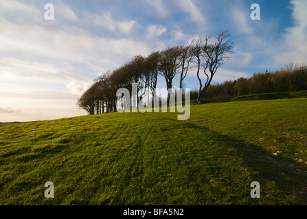 L'Âge du Fer à Chanctonbury Ring sur les South Downs dans le Sussex UK Banque D'Images