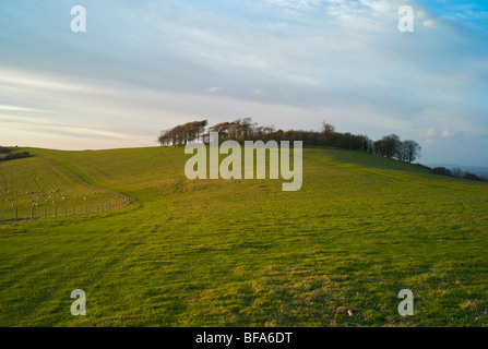 L'Âge du Fer à Chanctonbury Ring sur les South Downs dans le Sussex UK Banque D'Images