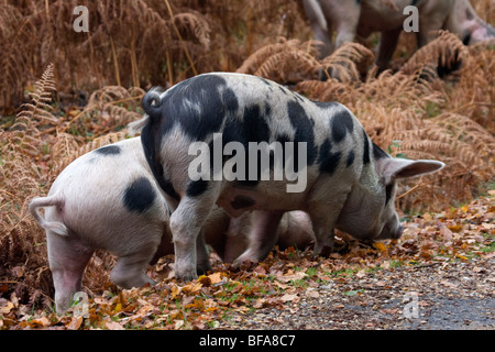 Gloucester vieux Spot porcs en quête de glands à New Forest, Hampshire Banque D'Images