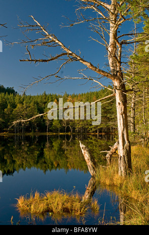 Les Lochs Uath dans Inshriach Forest Kincraig, Strathspey Inverness en Écosse. 5526 SCO Banque D'Images