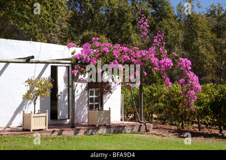 Les capacités et la floraison bush dans la région viticole de Constantia, près de Cape Town, Afrique du Sud Banque D'Images