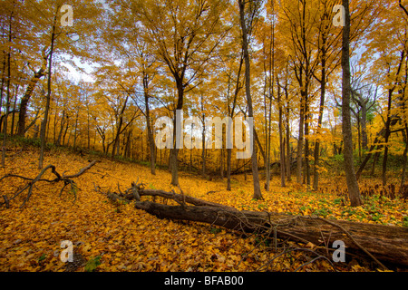 Forêt en automne Banque D'Images