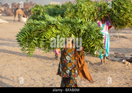 L'alimentation des chameaux transportant de fille à la Camel Fair de Pushkar Inde Banque D'Images