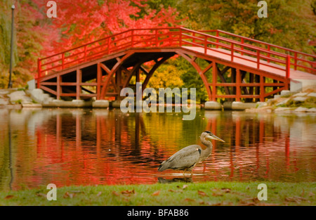 Dimanche matin à l'automne dans le parc de l'Orme, Worcester, Massachusetts. Le Heron sont des amis. Banque D'Images