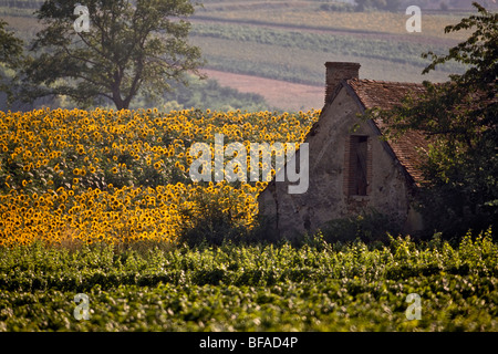 Ancien bâtiment de ferme entre les tournesols et vignoble. St-Pourcain-sur-Sioule, Allier, France. Banque D'Images