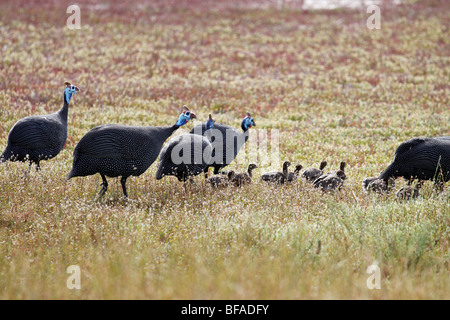 La pintade casquée (Numida meleagris). Banque D'Images