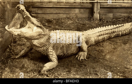 Alligator Serpentine à la plume Banque D'Images