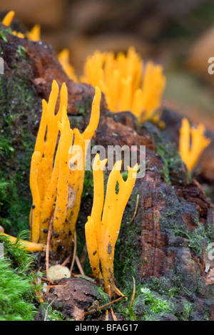 Jelly Antler champignon ; Calocera viscosa, Cornwall forestiers ; Banque D'Images