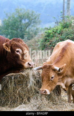 Vache et taureau limousin Banque D'Images