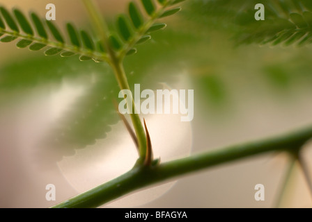 Acacia thorn tree, Bonsai thorn tree, arbre épineux de l'Afrique, Close up, feuilles vertes Banque D'Images