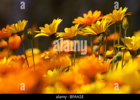 Le Namaqualand, Daisy, Dimorphotheca Sinuata, jaune, orange, marguerites daisy Banque D'Images