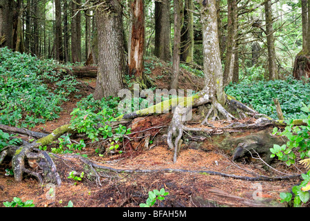 Forêt tropicale, parc national Pacific Rim, l'île de Vancouver, Colombie-Britannique Banque D'Images