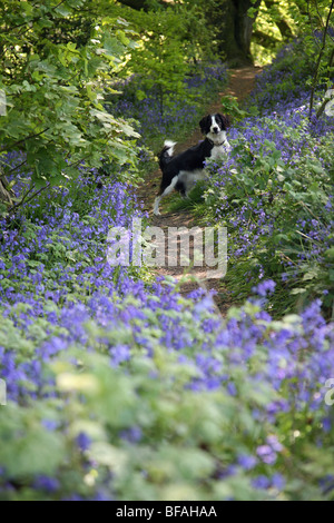 Molly le Cross Border Collie chien dans l'anglais jacinthes dans un bois de printemps Banque D'Images