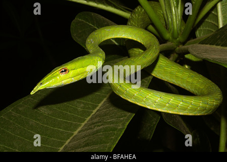 Serpent de vigne commune. Ahaetulla nasutus, venimeux, non commun vert. Banque D'Images