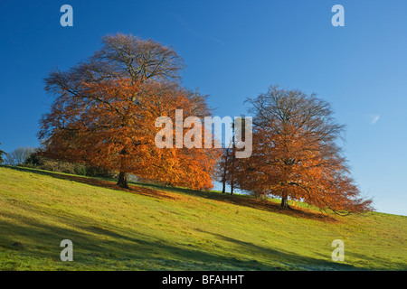 Orange et rouge vif, les arbres d'automne sur une pente de colline verte à Westonbirt Arboretum dans le Gloucestershire. Banque D'Images