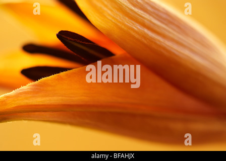Lily, Lily, hybrides, hybrides Lilium, étamine, pollen