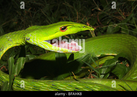 Serpent de vigne commune. Ahaetulla nasutus, venimeux, non commun vert. Banque D'Images