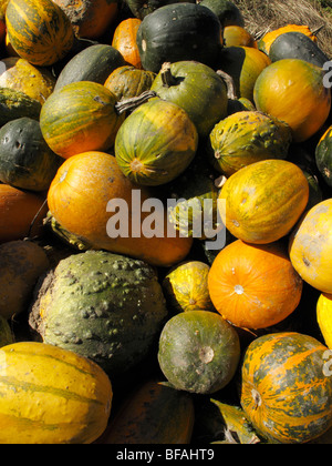 La citrouille (Cucurbita pepo ornementales convar. microcarpina) Banque D'Images