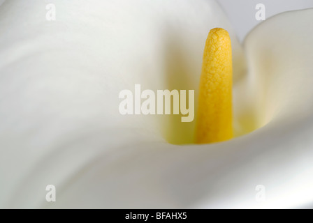 , D'arum Zantedeschia aethiopica, blanc, jaune, d'arum stamen Banque D'Images