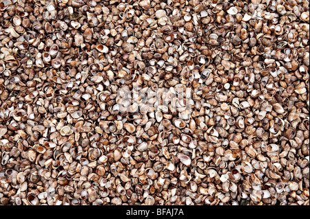 Des milliers de petits coquillages échoués sur la plage. Banque D'Images