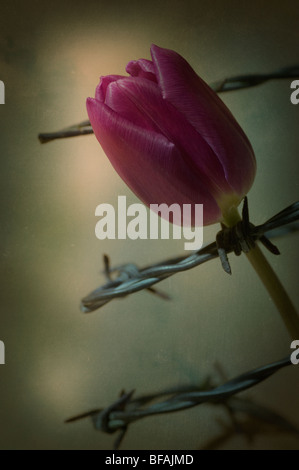 Purple tulip enveloppés avec du fil de fer barbelé Banque D'Images