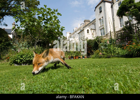 Un renard urbain dans une ville jardin à la lumière du jour. Banque D'Images