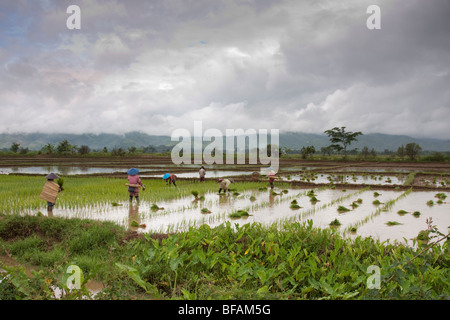 Le repiquage du riz sur les femmes est de l'État de Shan, Myanmar Banque D'Images