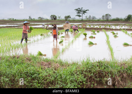 Le repiquage du riz sur les femmes est de l'État de Shan, Myanmar Banque D'Images