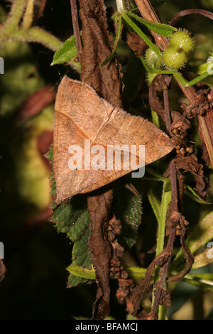 (Hypena proboscidalis museau espèce : Noctuidae) assis qui ressemble à une feuille morte tombée (unposed shot), Royaume-Uni. Banque D'Images