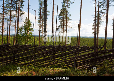 Clôture traditionnelle finlandaise en bois / clôture bâton faite de poteaux en épicéa qui sont attachés ensemble à l'aide de joints en brindilles de genévrier, Finlande Banque D'Images