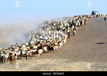 Israël, Bédouins du désert du Néguev, berger et son troupeau de moutons Banque D'Images