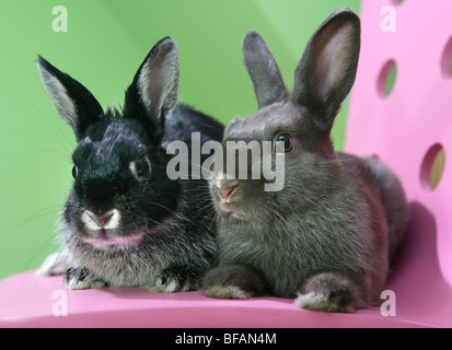 Deux petits bébés lapins un frère et soeur Banque D'Images