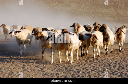 Israël, Bédouins du désert du Néguev, berger et son troupeau de moutons Banque D'Images